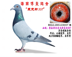 ˹337