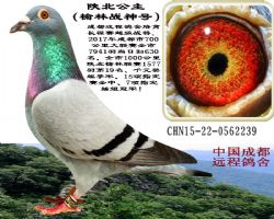 ǧᡱ-±Ŵ