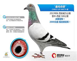 ط紫